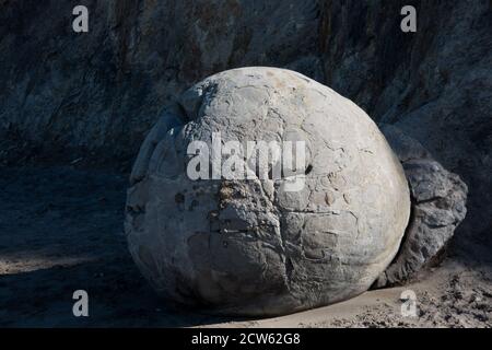 Moeraki Boulder teilweise in der Meereswand begraben, Koekohe Beach, Ostküste von Süd-Isalnd, Neuseeland Stockfoto