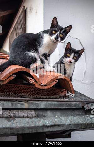 Zwei streunende Katzen sitzen auf dem Ziegeldach. Stockfoto