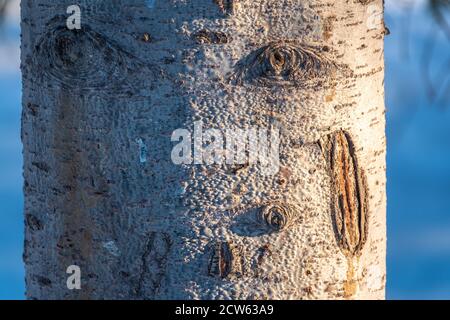 Struktur aus Aspen Rinde. Aspen Baumrinde detaillierte Textur Stockfoto