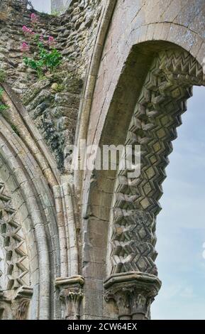 Glastonbury Abbey Ruinen, gotischen Stil Bogen Nahaufnahme Details in der Nordwand des Hauptabschnitts der alten Kirche. Blauer Himmel. Keine Personen. Rosa Blume. Stockfoto