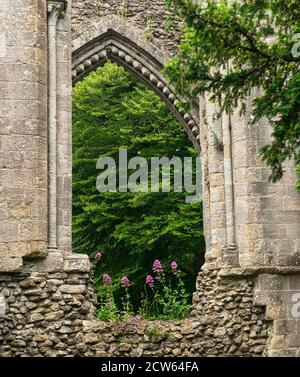 Romantische Postkarte Ansicht eines Details der Ruinen von Glastonbury Abbey, Großbritannien. Ein gotischer Bogen umrahmt grüne Bäume, rosa Blumen und freiliegenden Stein. Stockfoto