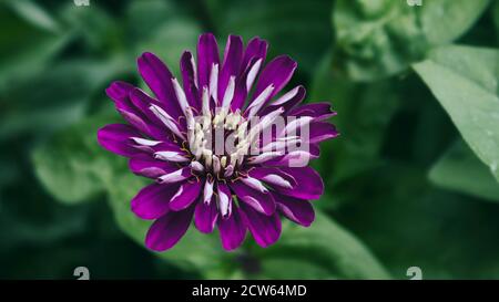 Violette Blume. Gartenblume. Zinnia. Blumenhintergrund. Stockfoto