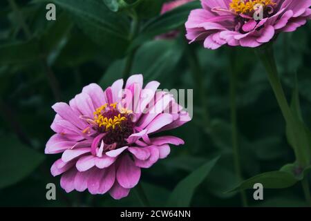 Zinnia. Zinnia elegans. Klassisches Zinnia. Rosa Blume. Stockfoto