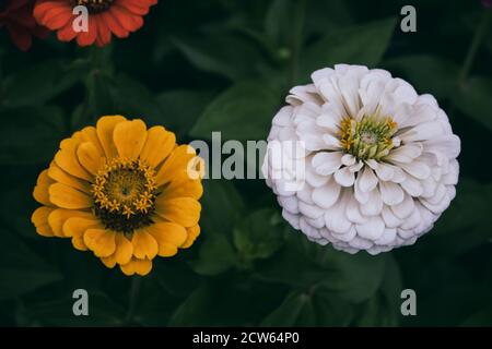 Weiße und gelbe Blüten. Zinnia Blumen. Blumenhintergrund. Stockfoto