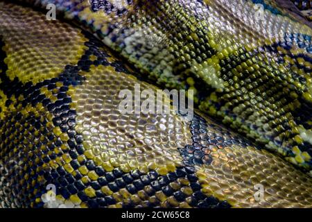 Die Haut von Netzpython (Malayopython reticulatus). Es ist eine Schlangenart aus der Familie Pythonidae. Stockfoto