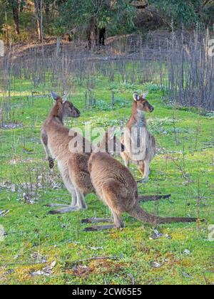 Westliche Graukängurus (Macropus fuliginosus), eine große und sehr häufige Art von Känguru, die fast im gesamten südlichen Teil Australiens vorkommt. Stockfoto