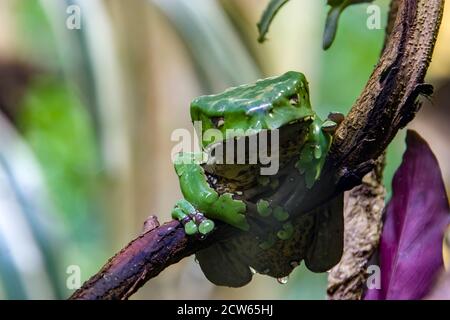 Der Riesenaffenfrosch (Phyllomedusa bicolor) ist eine Art von Laubfrosch. Sie findet sich im Amazonasbecken Brasiliens, Kolumbiens, Boliviens und Perus. Stockfoto