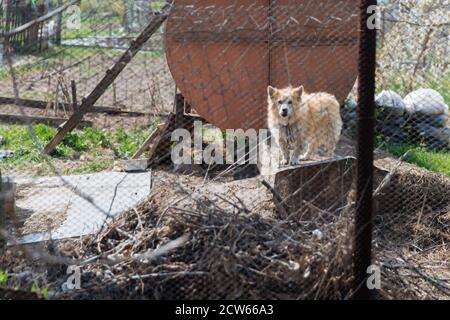 Ein kleiner Mongrel an einer Kette untersucht sorgfältig das Metallgeflecht des Zauns. Stockfoto