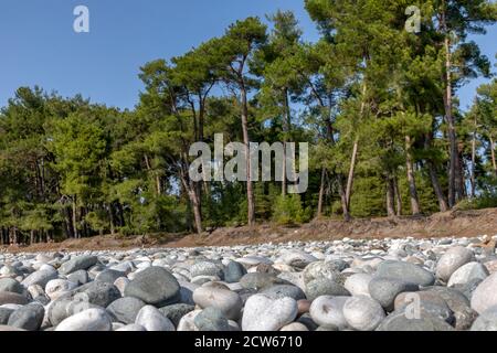 Blick auf Pinien am Strand in Pitsunda Stadt auf Die Schwarzmeerküste von Abchasien Stockfoto