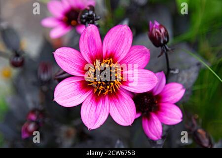 Schöne rosa Blume mit gelb und schwarz in der Mitte Stockfoto