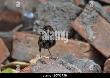 Weibliche indische Rotkehlchen (Copsychus fulicatus) auf Felsen. Stockfoto