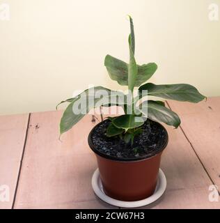 Bananenpflanze wächst im Inneren, wie man Bananen anbauen Konzept Stockfoto