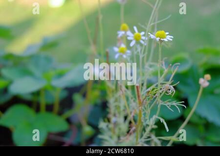 Selektive Fokusaufnahme von Kamillenblüten in der Filed Stockfoto