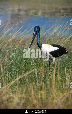 Bild eines weiblichen Australasiens Storch, Schwarzhalsstorch oder, in Australien, der Jabiru, der durch ein Feuchtgebiet auf der Jagd watet. Stockfoto