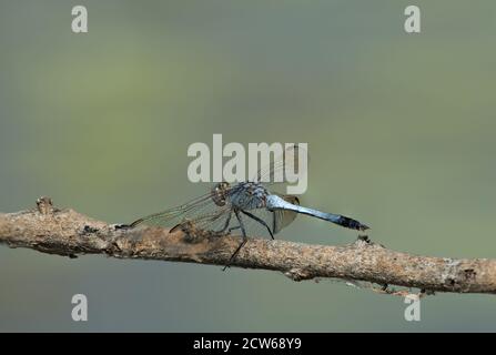 Australischer blauer Skimmer, der auf einem Stock über seinem Jagdgebiet auf einem sumpfigen Feuchtgebiet im Golfland im Norden von Queensland thront. Stockfoto