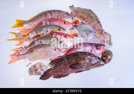 Fisch-frisch-fangen-karibik-Meeresfrüchte-isoliert-auf-weiß-Hintergrund Stockfoto