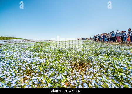 Felder mit blauen Augen im Hitachi Seaside Park, Japan Stockfoto