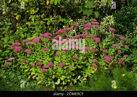 Blühende Orpine (Hylotelephium telephium), Steinpflaumenfamilie oder die Orpinfamilie (Crassulaceae) in einem niederländischen Garten im November. Niederlande Stockfoto