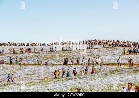 Felder mit blauen Augen im Hitachi Seaside Park, Japan Stockfoto