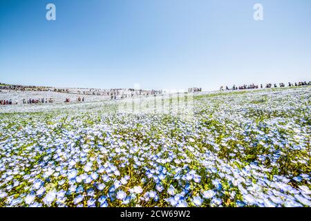 Felder mit blauen Augen im Hitachi Seaside Park, Japan Stockfoto