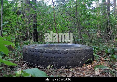 Ein alter Autoreifen blieb im Wald zurück. Übersät mit der natürlichen Umgebung. Stockfoto