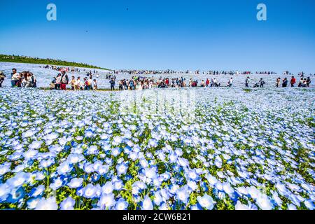 Felder mit blauen Augen im Hitachi Seaside Park, Japan Stockfoto