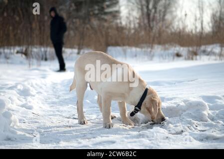 Hund Labrador. Labrador Welpe im Schnee. Winter. Stockfoto