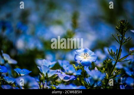 Schöne Baby blaue Augen in Blüte Stockfoto