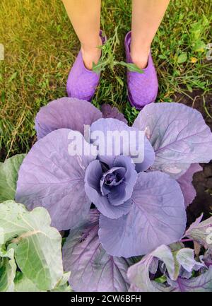 Blumenkohl. Roher frischer Grünkohl wächst im Garten. In einem Gartenbeet wächst eine Kohlpflanze mit großen Blättern. Große Kohlblätter. Nahaufnahme Stockfoto