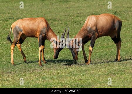 Topi, Damaliscus Korrigum, Männchen kämpfen, Masai Mara-Park in Kenia Stockfoto