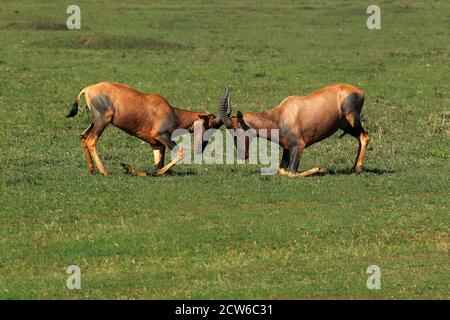 Topi, Damaliscus Korrigum, Männchen kämpfen, Masai Mara-Park in Kenia Stockfoto