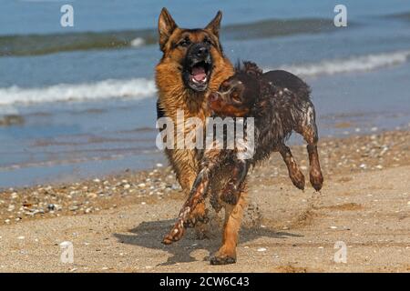 Deutscher Schäferhund, Männlich, spielen mit Brittany Spaniel, Strand in der Normandie Stockfoto