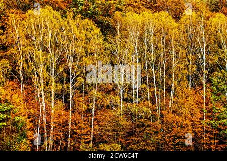 Weiße Birkenstämme vor Bäumen und Sträuchern innen Herbstfarben Stockfoto
