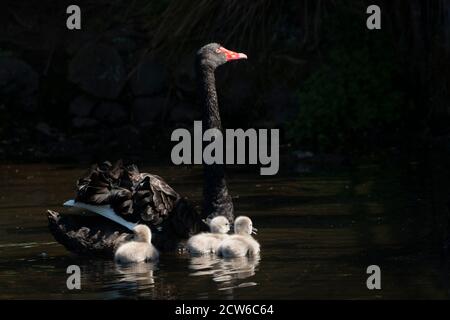 Schwarzer Schwan und ihre drei Cygnets schwimmen in einem See Stockfoto