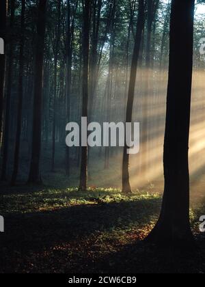 An einem kalten nebligen Morgen im wilden Wald scheint die Sonne durch die Bäume. Rumänien, Siebenbürgen Stockfoto