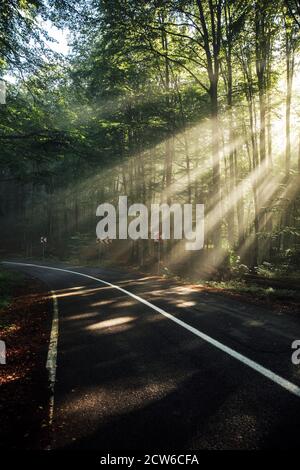 Spätsommer Sonnenlicht Strahlen brechen durch die Bäume auf einer mystischen Gasse. Magische Natur Hintergrund Stockfoto