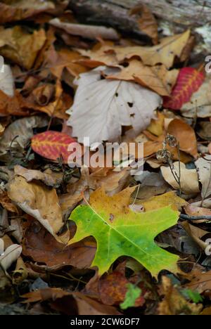 Wald Boden Hintergrund Herbstblätter und helle Herbstfarben. Stockfoto