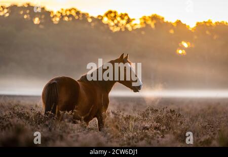 New Forest, Hampshire. September 2020. Wetter in Großbritannien. Ponys grasen an einem kalten nebligen Morgen mit Temperaturen bis zu drei Grad Celsius, in der Nähe von Beaulieu im New Forest. Credit Stuart Martin/Alamy Live News Stockfoto