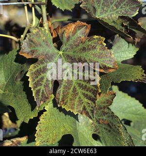Nekrotische Läsionen und Schäden am Rand eines Pinot Noir-Weinrebenblattes durch Manganmangel, Champagne, Frankreich Stockfoto