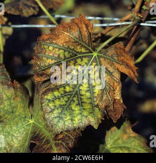 Nekrotische Läsionen und Schäden am Rand eines Pinot Noir-Weinrebenblattes durch Manganmangel, Champagne, Frankreich Stockfoto