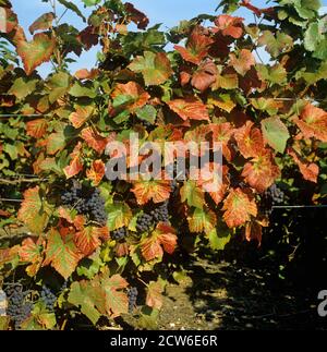 Magnesiummangel Symptome, Rötung der Blätter auf Pinot Noir Weintrauben in Obst, Champagne Region, Frankreich Stockfoto