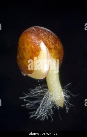 Kohl (Brassica oleracea) Samen keimen mit Radicel (Embryonalwurzel) Entwicklung mit Wurzelhaaren und Samenbehaarung (testa) Spaltung Stockfoto