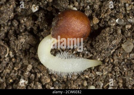 Kohl (Brassica oleracea) Samen keimen mit Radicel (Embryonalwurzel) Entwicklung mit Wurzelhaaren und Samenbehaarung (testa) Spaltung Stockfoto