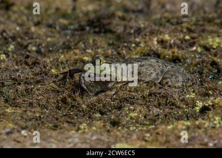 Ein amerikanischer Bullfrog (Rana catesbeiana), der einen kleineren Bullfrog frisst, wurden diese Frösche nach Kalifornien eingeführt und sind eine schädliche invasive Art. Stockfoto