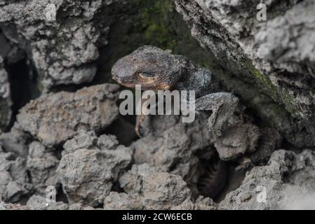 Ein getrockneter und toter kalifornischer Molch im Schlamm eines ausgetrockneten Teiches, der während der Dürre verschwunden ist und nur einen trockenen Schlammlack hinterlässt. Stockfoto