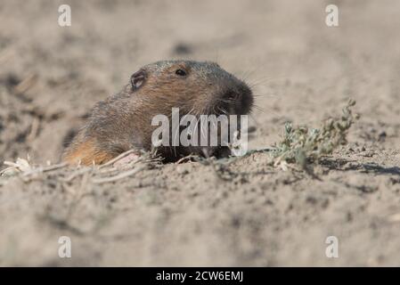 A Botta's Pocket Gopher (Thomomys bottae) guckt aus seinem Bau in den East Bay Hills des Briones Regional Park in Nordkalifornien. Stockfoto