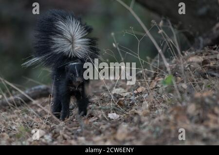 Ein wilder gestreifter Skunk (Mephitis Mephitis) aus dem Briones Regional Park in Contra Costa County, Kalifornien. Stockfoto