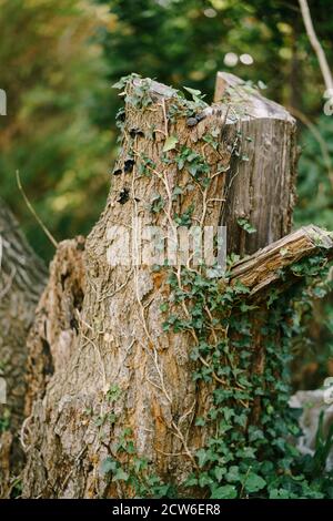 Ein alter Baumstumpf im Wald umschlungen mit lockigem Efeu mit einer geringen Schärfentiefe. Stockfoto