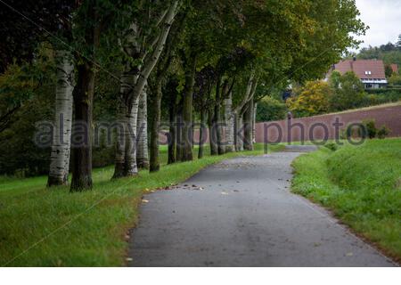 Eine Baumreihe und ein begleitender Radweg in Bayern Deutschland. Stockfoto