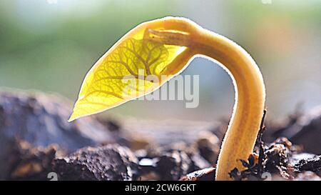 Eine Backlit-Sprossen-Bohne (Fava-Bohne) Stockfoto